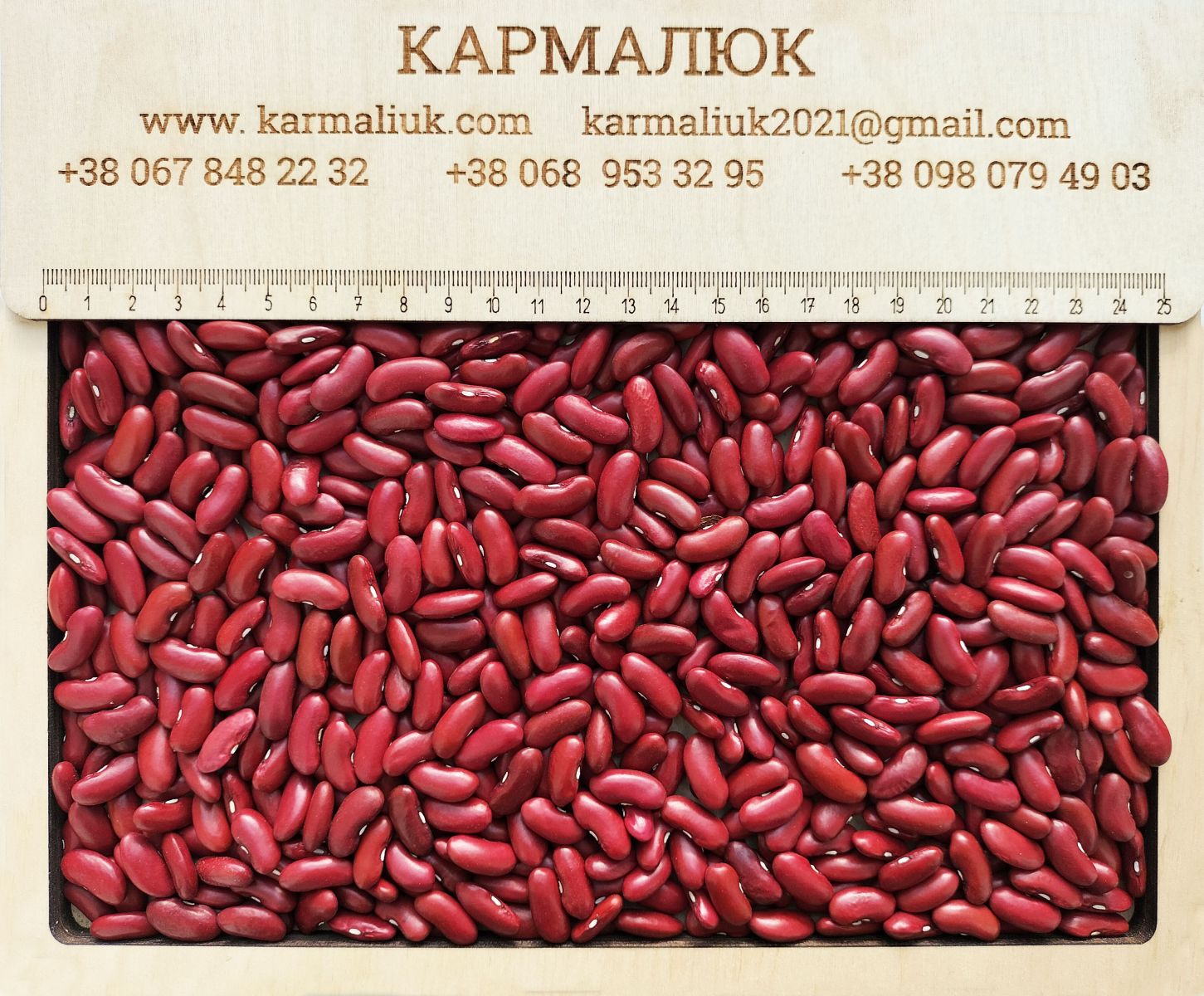 Томатка квасоля