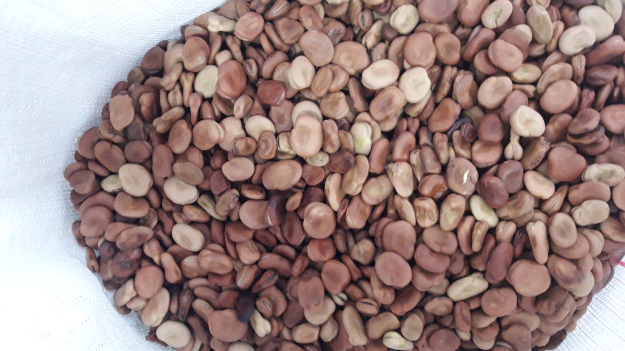 Beans