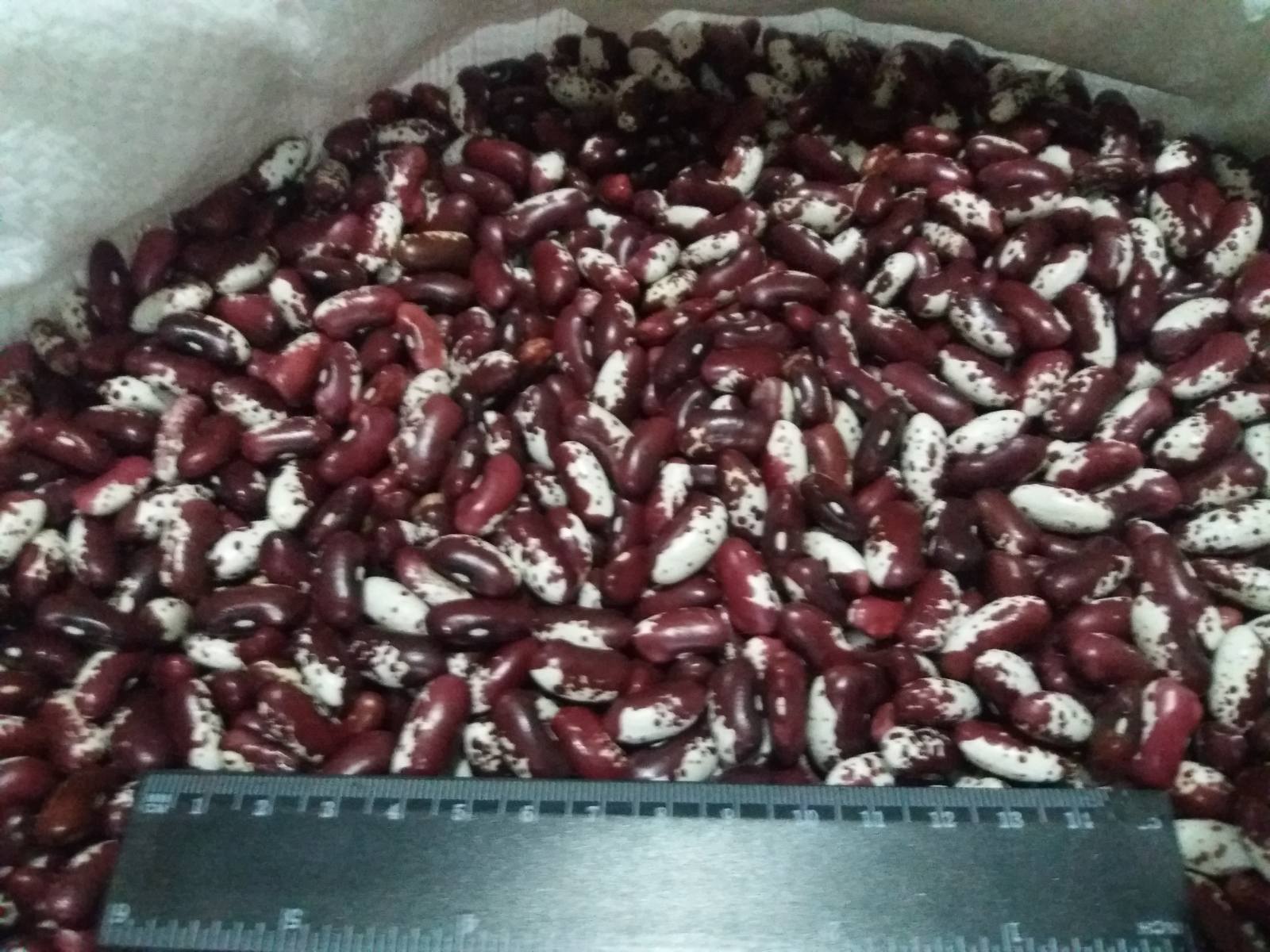 Квасоля Ластівка