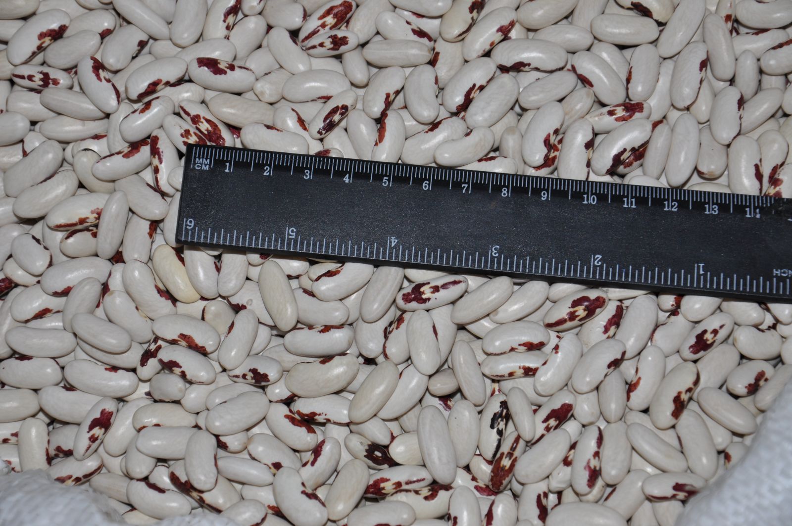 Soldier beans