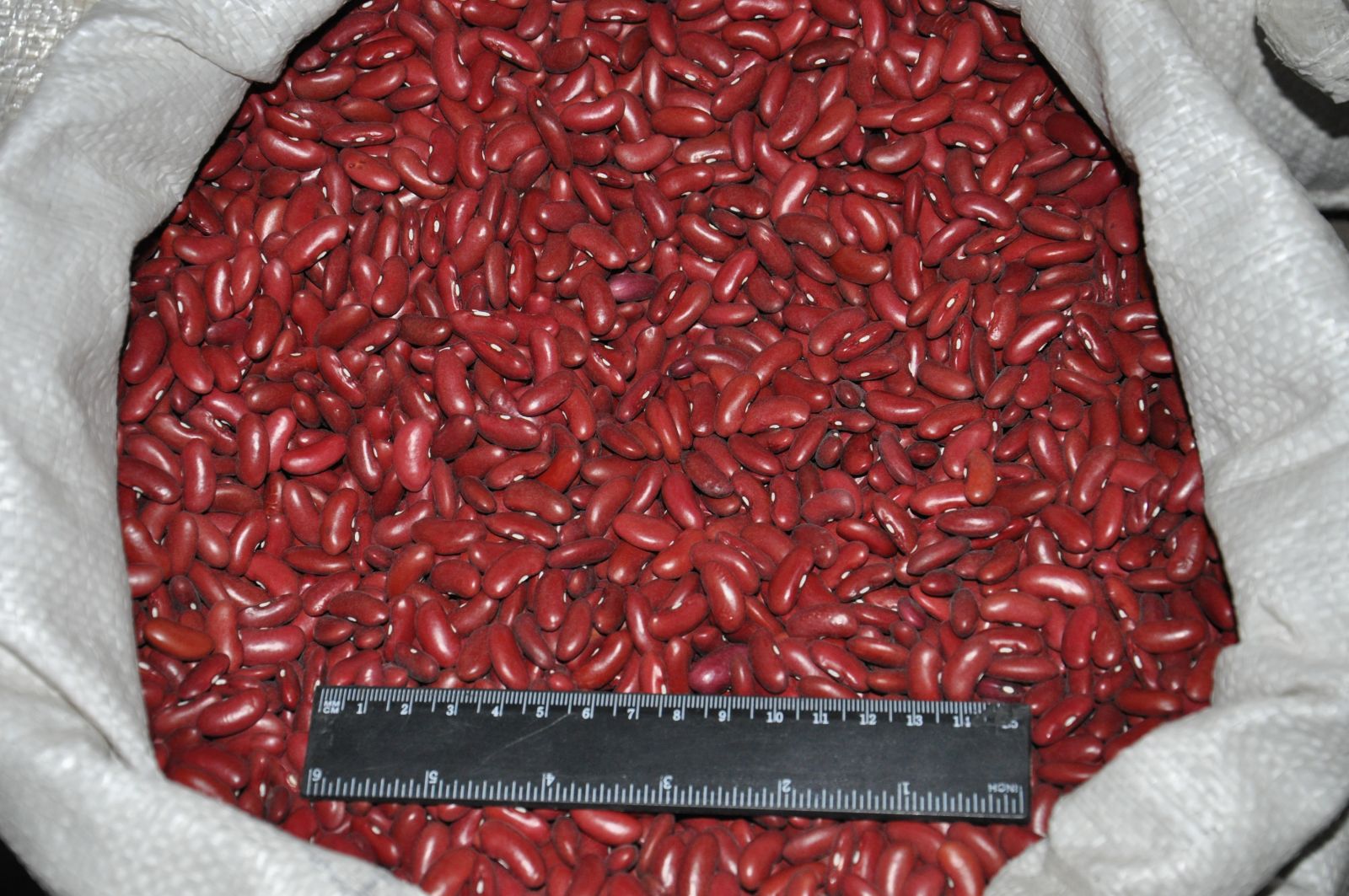 Fasola Tomatka