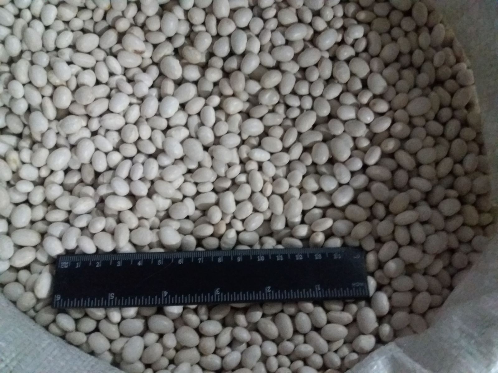 Haricot beans